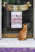 Cat looks through the door, Cartagena, Colombia, South America