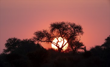 Sun setting behind a tree, silhouette of a tree in front of an atmospheric sunset, African