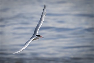 Arctic Arctic Tern (Sterna paradisea) in flight, Wadden Sea, North Frisia, Schleswig-Holstein,