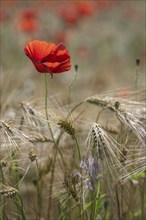 Poppy flower (Papaver rhoeas) in a grain field, Mecklenburg-Western Pomerania, Germany, Europe