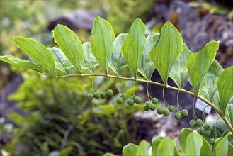 Solomon's seal (Polygonatum multiflorum), Botanical Garden, Erlangen, Middle Franconia, Bavaria,