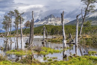 Swamp and dead trees on the way to Laguna Esmeralda, Tierra del Fuego Island, Patagonia, Argentina,