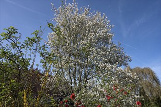 Flowering shadbush (Amelanchier) in a garden, Bavaria, Germany, Europe