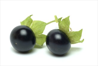 Food, fruit, black Jaltomata, Jaltomata procumbens is a plant species from the genus Jaltomata in