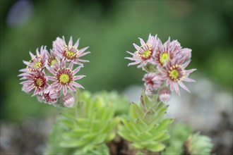 Flowering common houseleek (Sempervivum tectorum), Franconia, Bavaria, Germany, Europe