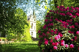 Rhododendron blossoms, castle park, Evenburg, Leer, East Frisia, Germany, Europe