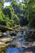 Small river crossing the rainforest among the rocks and vegetation in Ilhabela, Ilhabela, Sao