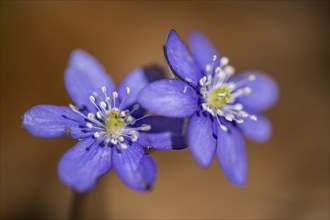 Liverwort (Hepatica nobilis), North Rhine-Westphalia, Germany, Europe