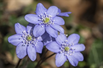 Liverwort (Hepatica nobilis), North Rhine-Westphalia, Germany, Europe