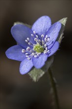 Liverwort (Hepatica nobilis), North Rhine-Westphalia, Germany, Europe