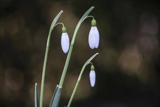 Snowdrop (Galanthus nivalis Magnet), Emsland, Lower Saxony, Germany, Europe