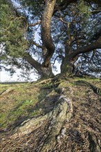 Old Scots pine (Pinus sylvestris), Emsland, Lower Saxony, Germany, Europe