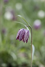 Snake's head fritillary (Fritillaria meleagris), Emsland, Lower Saxony, Germany, Europe