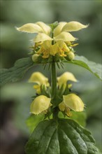 Yellow archangel (Lamium galeobdolon), Emsland, Lower Saxony, Germany, Europe