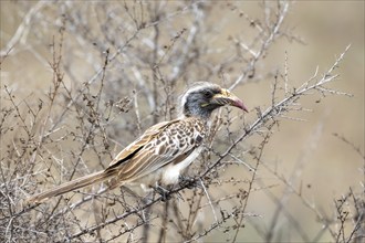 African grey hornbill (Tockus nasutus), adult female sitting in a bush, Kruger National Park, South