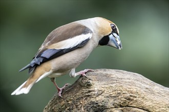 Hawfinch (Coccothraustes coccothraustes), Emsland, Lower Saxony, Germany, Europe