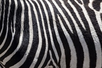 Detail, coat of a plains zebra (Equus quagga), sample, Etosha National Park, Namibia, Africa