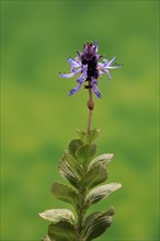 Piss-off plant (Plectranthus ornatus), cat repellent, flowering, Elllerstadt, Germany, Europe