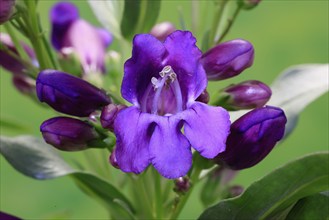 Upright bearded thread (Penstemon strictus), flower, flowering, Germany, Europe