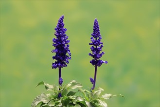 Mealycup sage (Salvia farinacea), flowering, Elllerstadt, Germany, Europe