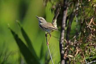 Spotted Prinia (Prinia maculosa), adult, in perch, Kirstenbosch Botanical Gardens, Cape Town, South