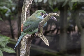 Crimson-rumped toucanet (Aulacorhynchus haematopygus), Walsrode Bird Park, Lower Saxony, Germany,