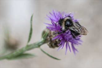 Shrill carder bee (Bombus sylvarum), Emsland, Lower Saxony, Germany, Europe