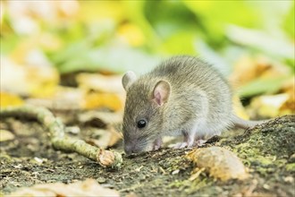 A juvenile Norway rat (Rattus norvegicus) snuffling on the forest floor, Hesse, Germany, Europe