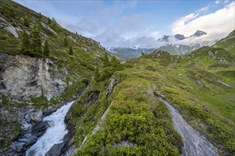 Mountain landscape with blooming alpine roses and mountain stream Zemmbach, mountain peak Kleiner