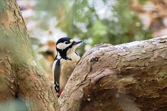 Great spotted woodpecker (Dendrocopos major) on tree trunk, Hesse, Germany, Europe