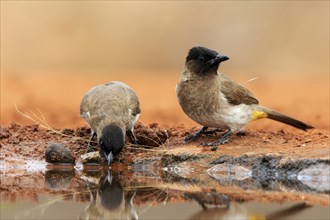 Grey bulbul (Pycnonotus barbatus), adult, pair, at the water, drinking, Kruger National Park,