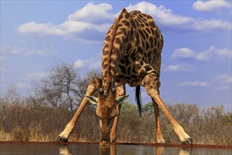 Southern giraffe (Giraffa camelopardalis giraffa), adult, drinking, at the water, Kruger National