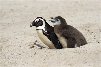 African penguin (Spheniscus demersus), adult with young, at the nest, begging for food, Boulders