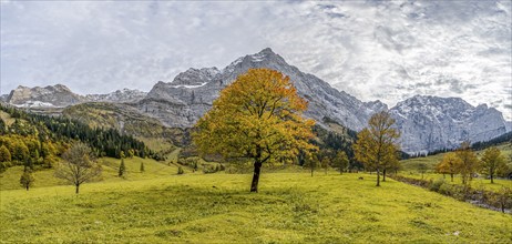 Maple tree with autumn leaves, autumn landscape in Rißtal with Spritzkarspitze, Großer Ahornboden,