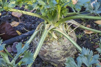 Celeriac (Apium graveolens var. rapaceum) in a vegetable patch, North Rhine-Westphalia, Germany,