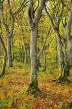 Gnarled beech forest in autumn on the Weissenstein, Swiss Jura in the canton of Solothurn,