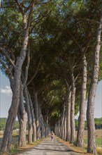 Woman in an avenue of pine trees, road, path, avenue, pine tree (Pinus pinea), travel, tourism,