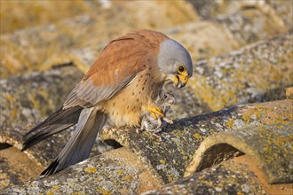 Lesser kestrel (Falco naumanni) male, hunting for mice, with mouse as prey, successful hunt,