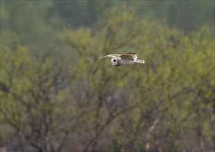 Short-eared owl (Asio flammeus) in flight, searching for prey over heathland, in the rain, May,