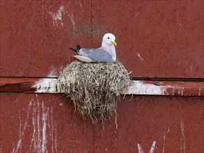 Black-legged kittiwake (Rissa tridactyla), breeding bird on nest, built on fishing harbour