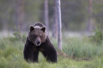 Brown bear (Ursus arctos) in the Finnish taiga, Kuusamo, Finland, Europe