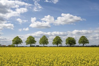 Rape field with tree avenue in Bückeburg Scheie Germany