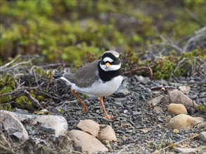 Common Ringed Plover (Charadrius hiaticula), adult in breeding territory on the tundra, May,