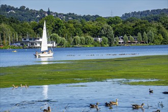 Waterweed, Elodea, an invasive species, green carpet of plants on Lake Baldeney in Essen, the