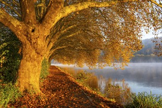 Autumn colours on the Platanen Allee, Hardenberg Ufer, lakeside path on Lake Baldeney, near Haus