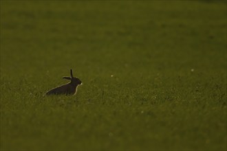 Brown hare (Lepus europaeus) adult animal in a farmland cereal field in springtime, Norfolk,