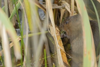 Water vole (Arvicola amphibius) adult animal feeding on a reed plant stem in a pond in the summer,