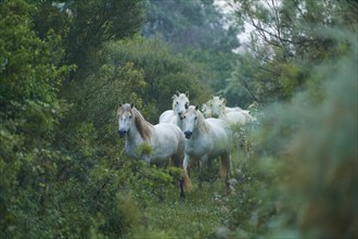 A herd of white Camargue horses runs through the dense forest, surrounded by lush green foliage,