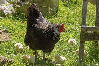 Chicken with chicks, Eime, Leinebergland, Lower Saxony, Germany, Europe