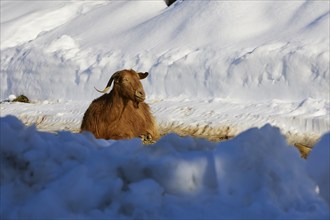 A brown goat sits in the snow, surrounded by winter landscape, near Therissos, Lefka Ori, White